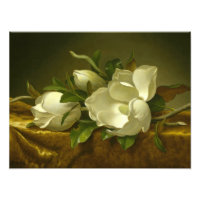 Martin Johnson Heade - Magnolias sur Gold Velvet