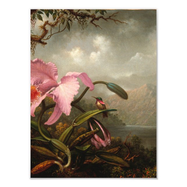 Impression Photo Martin Johnson Heade - Orchidée Et Colibri (Devant)