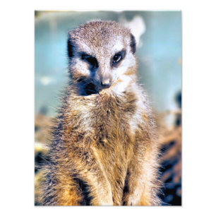 IMPRESSION PHOTO MEERKAT