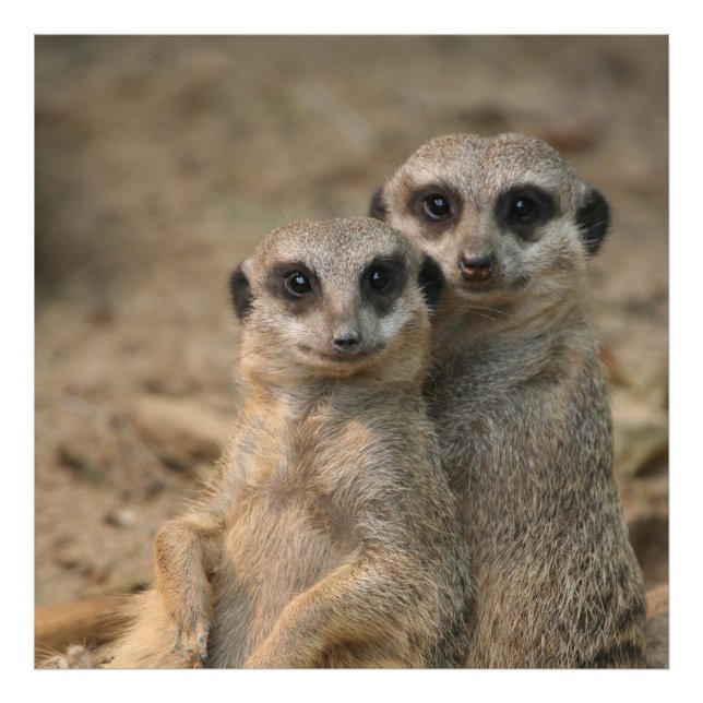 Impression Photo Meerkat_20170901_by_JAMFoto (Devant)