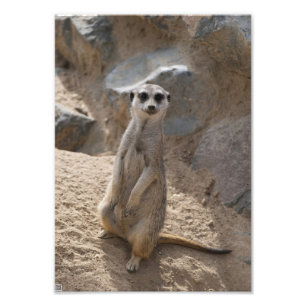 Impression Photo Meerkat Extraordinaire