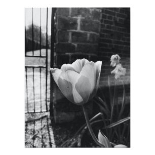Impression Photo meilleures affiches photos de fleurs en noir et bl
