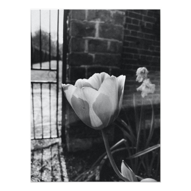 Impression Photo meilleures affiches photos de fleurs en noir et bl (Devant)