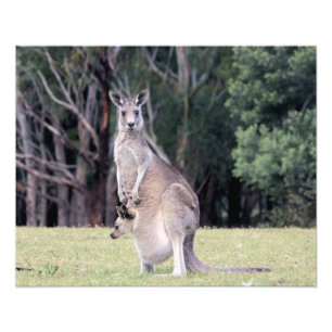 Impression Photo Mère Kangaroo avec bébé Joey dans sa poche