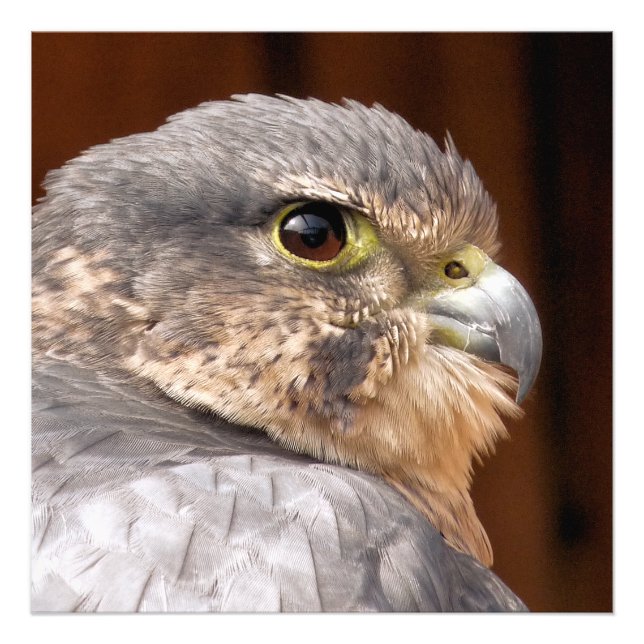 IMPRESSION PHOTO MERLIN FALCON OISEAU DE PREY (Devant)