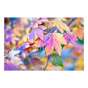 Impression Photo Merveilleux feuilles japonais d'érable