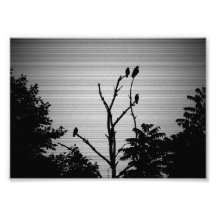 Meurtre de Corbeaux dans un Arbre Mort (Version So