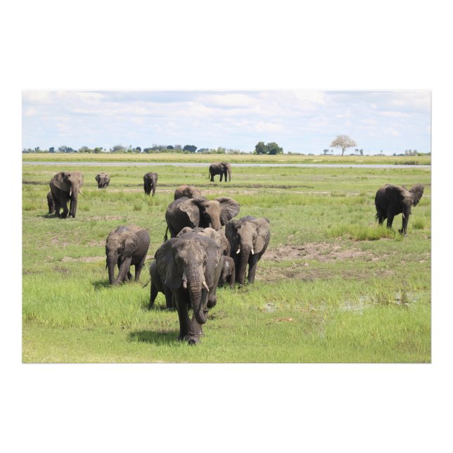 Impression Photo Migration des éléphants (Devant)