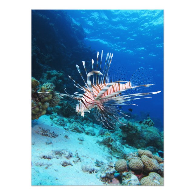 Impression Photo Miles de poissons-lions ou de ptérois, poissons de (Devant)