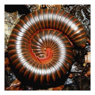 Impression Photo Millipede Spiral