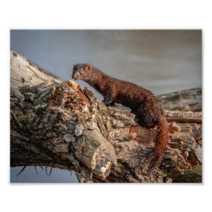 Impression Photo Mink américain 10x8