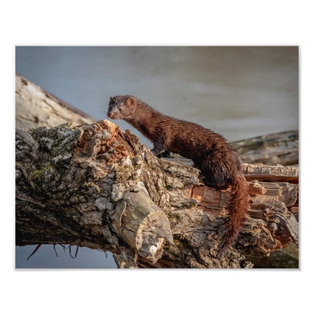 Impression Photo Mink américain 14x11 (Devant)