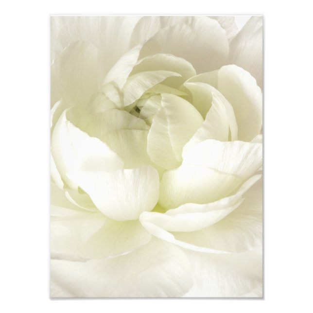 Impression Photo Modèle à haute clé blanc Ranunculus personnalisé (Devant)