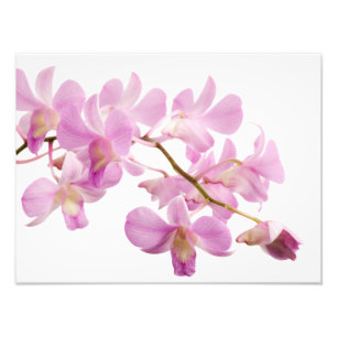 Impression Photo Modèle d'orchidées de fleur d'orchidée de