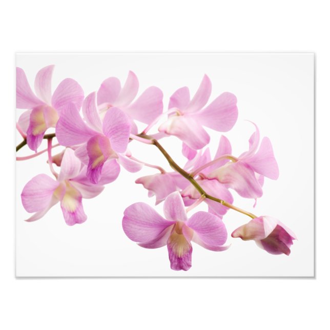 Impression Photo Modèle d'orchidées roses chaudes Dendrobium Orchid (Devant)