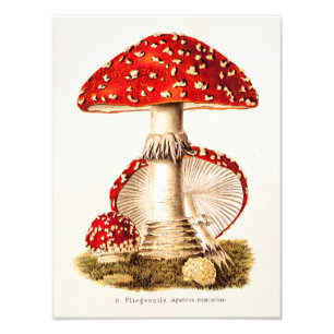 Impression Photo Modèle vintage de champignons de rouge de