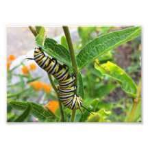 Monarch Caterpillar