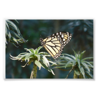 Impression Photo Monarque En Attente