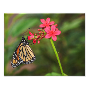 Impression Photo Monarque sur les fleurs de Penta