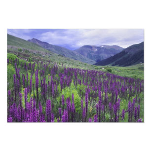 Impression Photo Montagnes et fleurs sauvages dans un pré alpin, 2