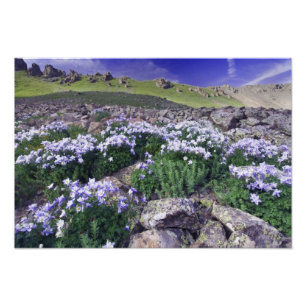 Impression Photo Montagnes et fleurs sauvages dans une prairie alpi