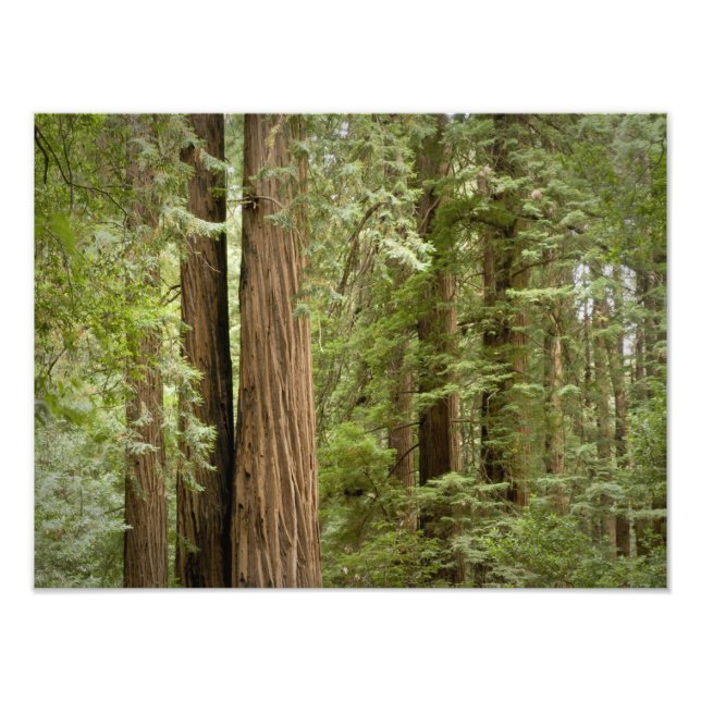 Impression Photo Monument national de Muir Woods, Nord (Devant)