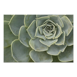 Impression Photo Motif de cactus