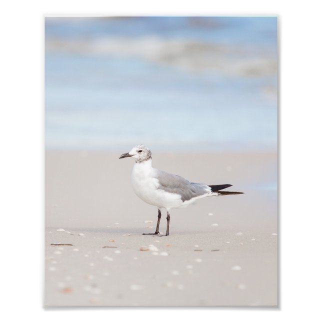 Impression Photo Mouette avec mer bleue et coquillages Arrière - pl (Devant)