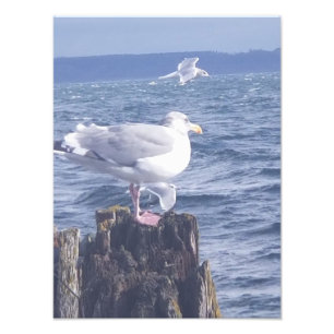 Impression Photo Mouettes à Port Townsend