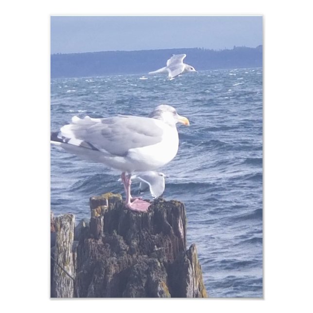 Impression Photo Mouettes à Port Townsend (Devant)