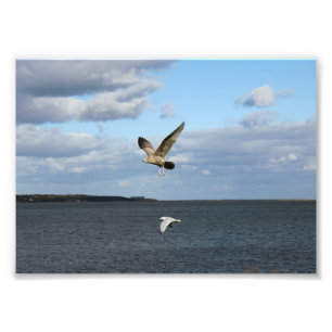 Impression Photo Mouettes en vol