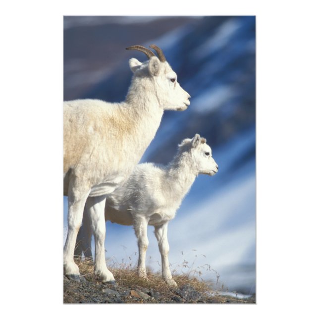 Impression Photo mouflons, Ovis dalli, brebis et agneau (Devant)