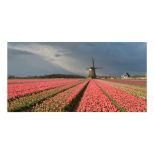 Impression Photo Moulin à vent avec tulipes roses au printemps