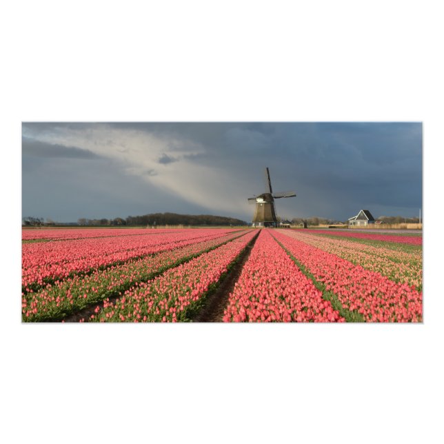 Impression Photo Moulin à vent avec tulipes roses au printemps (Devant)
