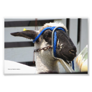 Impression Photo Mouton