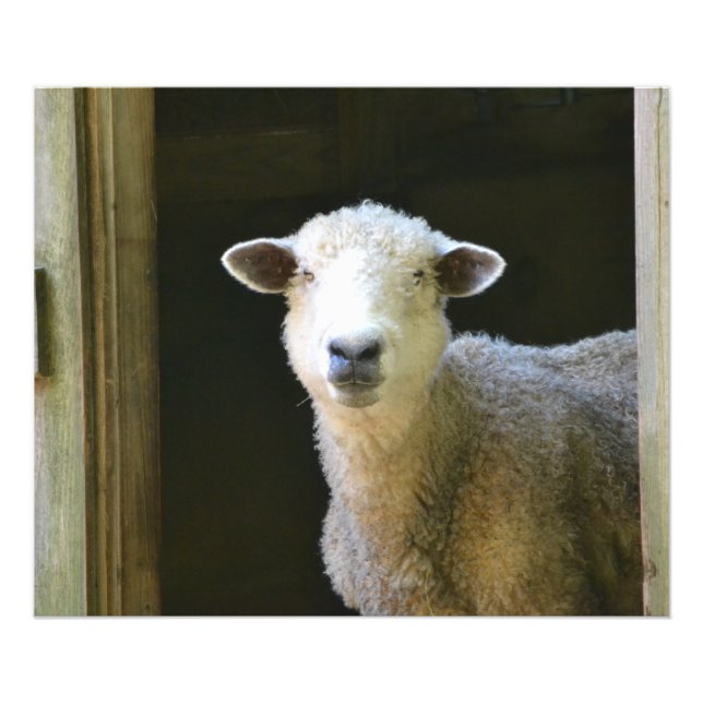 Impression Photo Mouton doux (Devant)