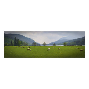 Impression Photo Moutons d'Oich de loch