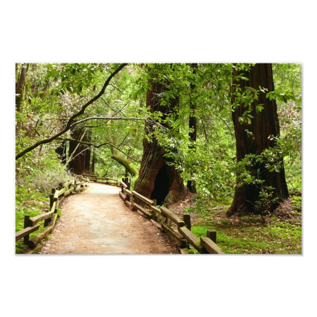 Impression Photo Muir Woods Path II Nature Photography (Devant)