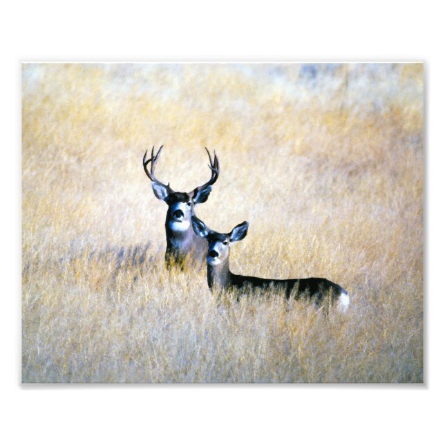 Impression Photo Mule Deer Buck & Doe Digital Fine Art Print (Devant)