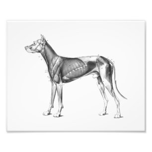 Impression Photo Muscles d'impression d'anatomie de chien B/W