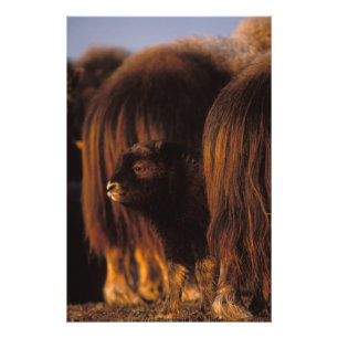 Impression Photo muskox, Ovibos moschatus, veau nouveau-né