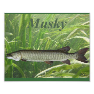 Impression Photo Musky