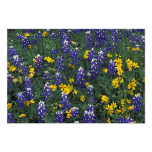 Impression Photo N.A, États-Unis, Texas, Marble Falls, Bleus Bonnet
