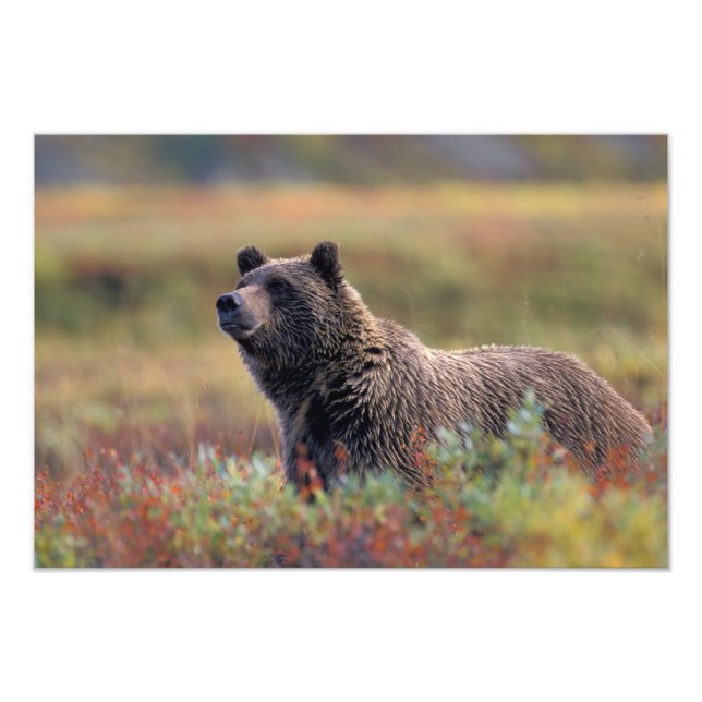 Impression Photo NA, États-Unis, Alaska, Denali NP, Grizzly (Devant)