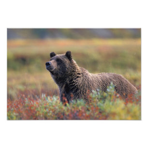 Impression Photo NA, États-Unis, Alaska, Parc national Denali, Ours
