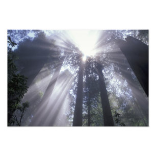Impression Photo NA, États-Unis, Californie. Del Norte Coast State