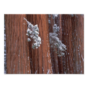 Impression Photo NA, États-Unis, Californie. Parc national de Sequo