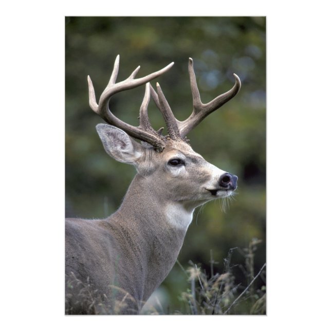 Impression Photo NA, États-Unis, État de Washington, cerf de Virgin (Devant)