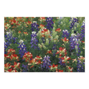 Impression Photo NA, États-Unis, Texas, près de Marble Falls, Pince