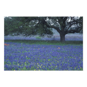 Impression Photo NA, Texas, Devine, Chêne et bleuets